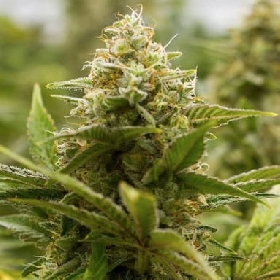 Wasabi Lemonade > Elev8 Seeds